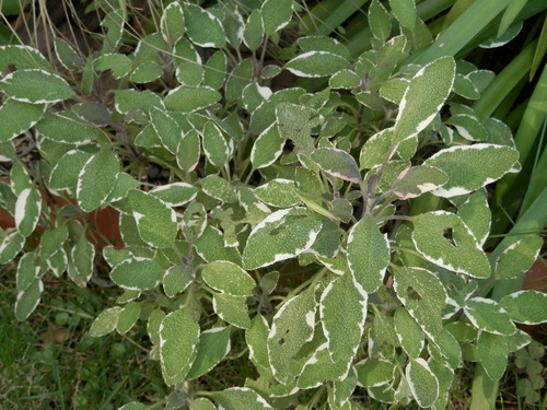 e0288951_15471150.jpg