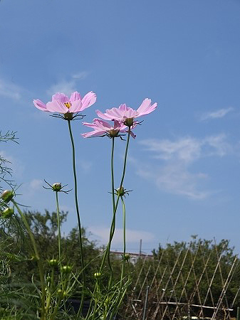 c0097558_16304046.jpg