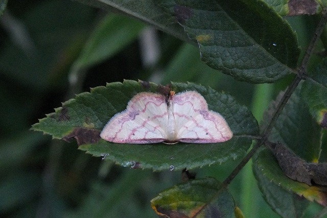 e0070891_21464065.jpg