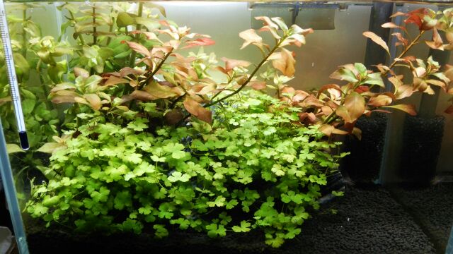 e0303821_17181596.jpg