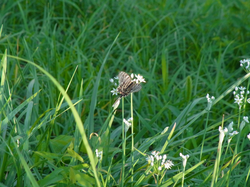 f0160222_182432.jpg