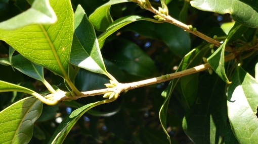 e0166032_20292942.jpg