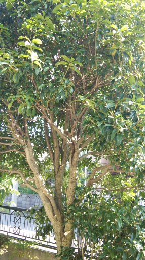 e0166032_20294361.jpg
