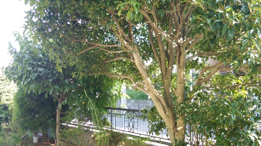e0166032_20295725.jpg