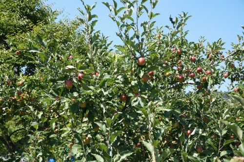 e0195766_16504632.jpg