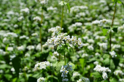 f0342371_2146241.jpg