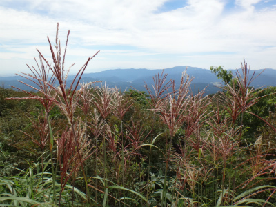 d0182075_444165.jpg