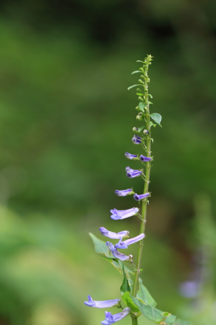c0148777_1757551.jpg