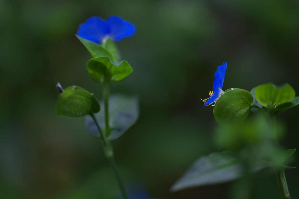 a0083081_9181398.jpg