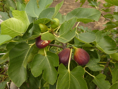a0257385_1984041.jpg