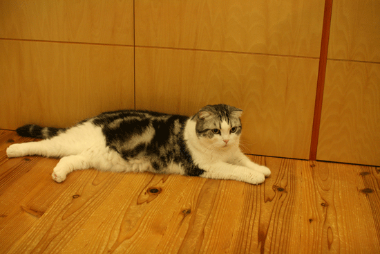 c0011300_20101425.gif