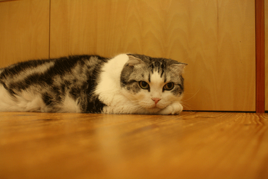 c0011300_20101637.gif