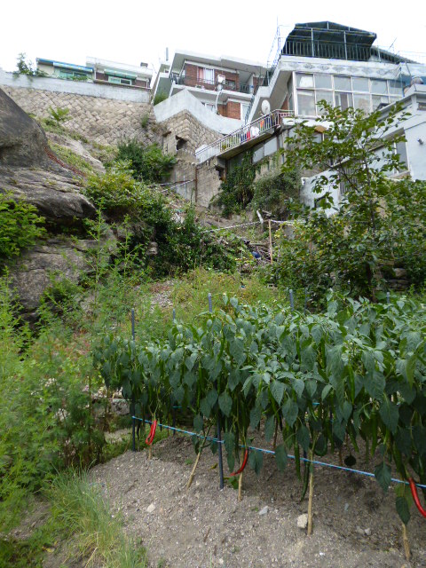 a0140305_344138.jpg