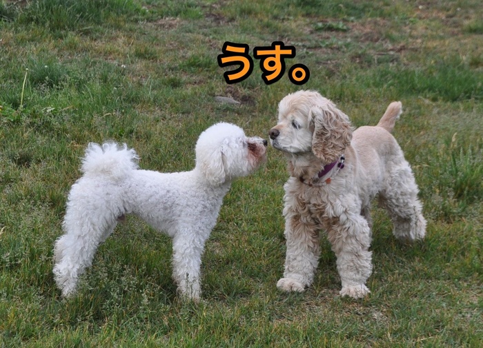にほんブログ村 犬ブログ アメリカンコッカースパニエルへ