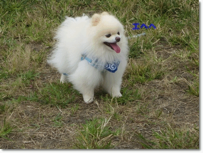 b0167519_153854.gif