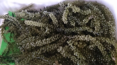 c0117621_0647100.jpg