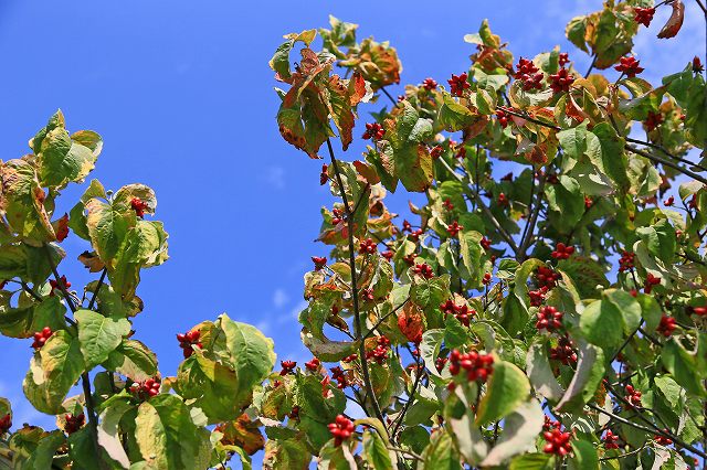a0242438_19395447.jpg