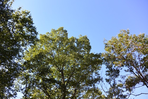 e0114977_11492699.jpg