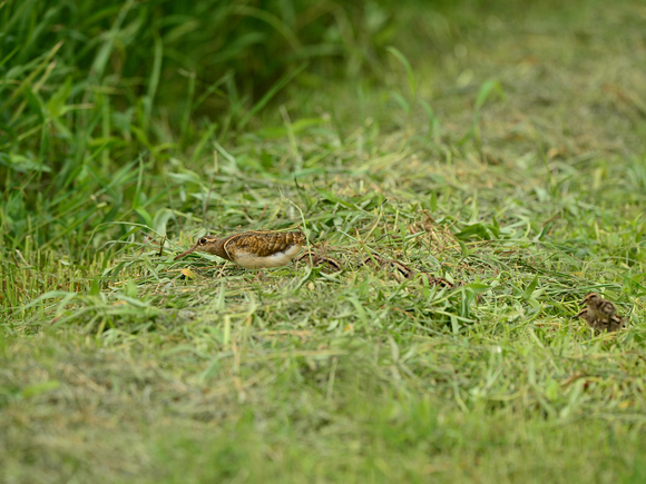 d0157380_2110402.jpg