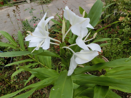 a0203003_19583472.jpg