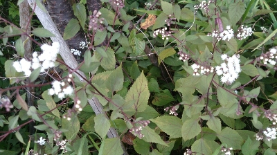 e0071819_16305019.jpg