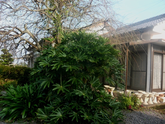 a0206332_917149.jpg