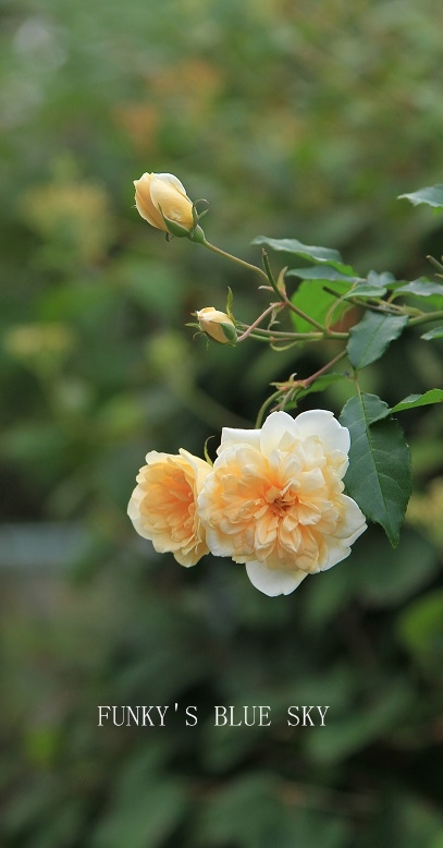 c0145250_1158429.jpg