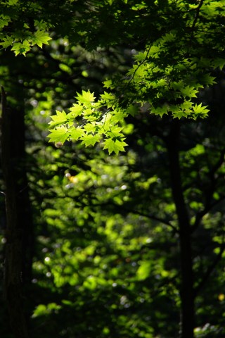 e0045768_21514691.jpg