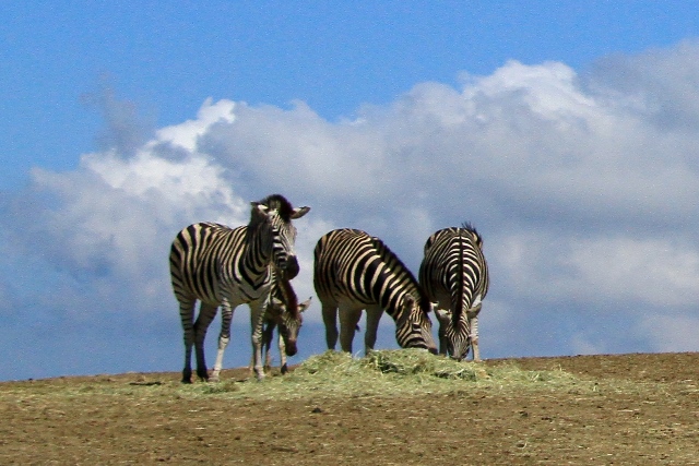d0126577_1257566.jpg