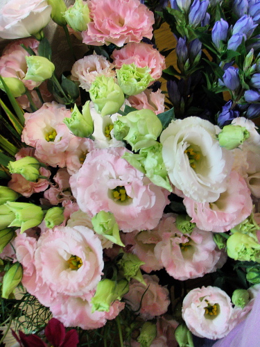 f0007380_1645928.jpg