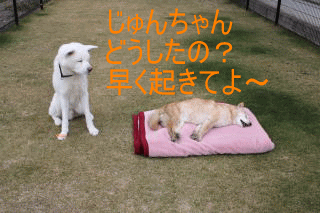 a0187087_22435449.gif