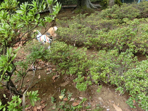 a0319693_1547871.jpg