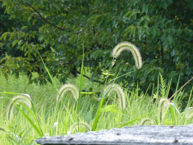 d0037110_18351917.jpg
