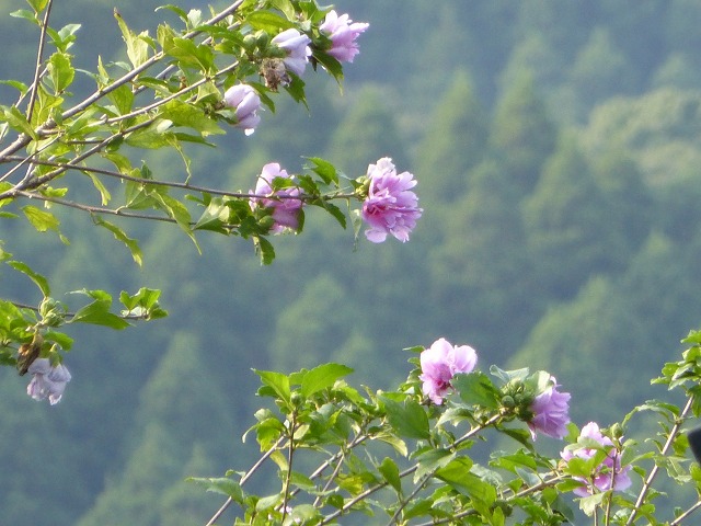 d0037110_18355759.jpg