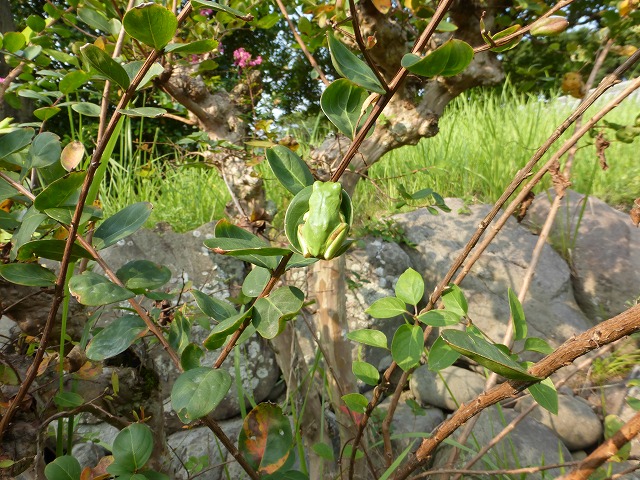 d0037110_18362635.jpg