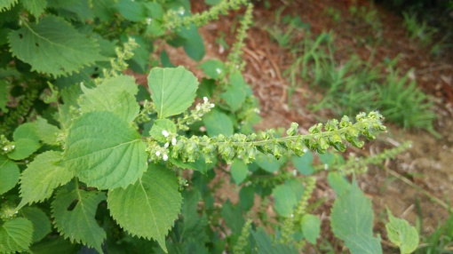 e0166032_22355900.jpg