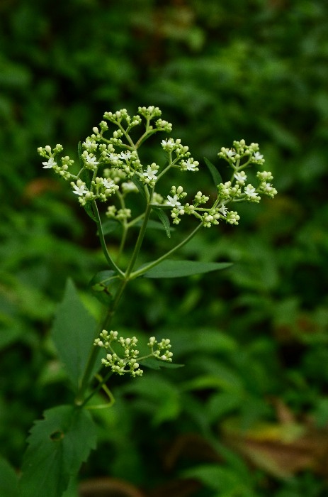 b0236334_10401170.jpg