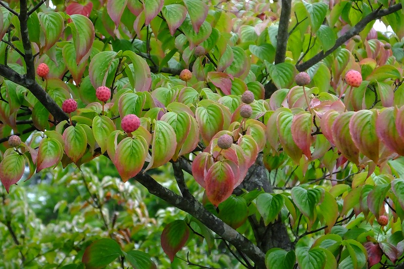 b0236251_17484713.jpg
