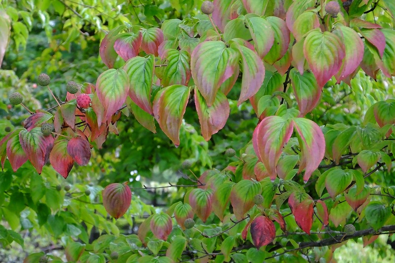 b0236251_1748475.jpg