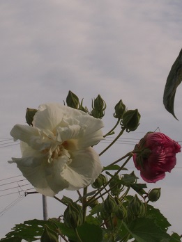 b0246758_11282651.jpg