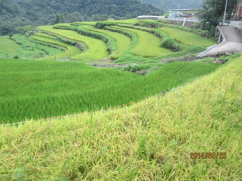 d0029363_16351581.jpg