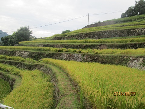 d0029363_1635785.jpg