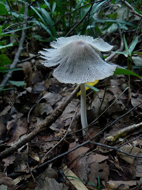 d0019074_17561185.jpg