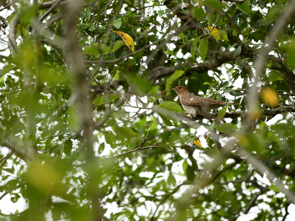 d0157380_5552520.jpg