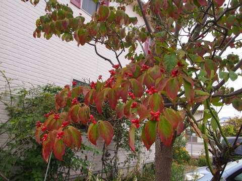 c0117007_2023483.jpg