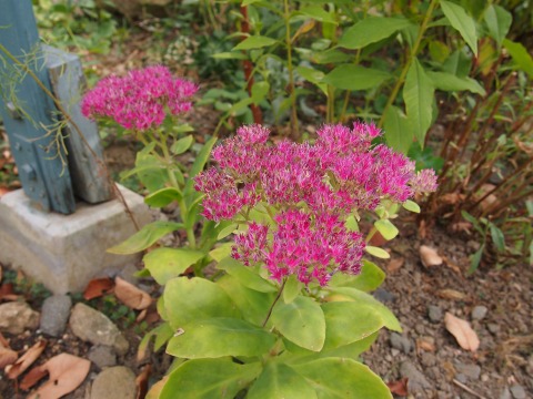 c0117007_2045272.jpg