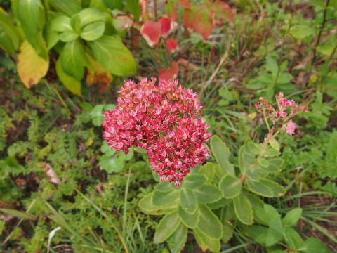 c0117007_205943.jpg