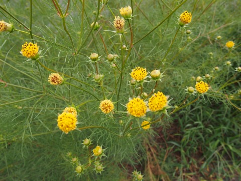 c0117007_209991.jpg