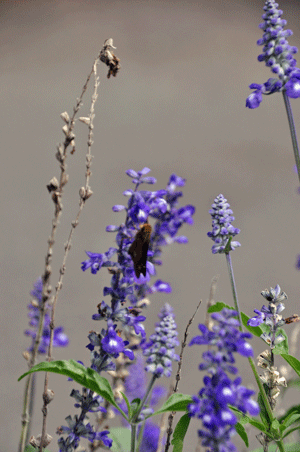 e0312121_18412260.gif