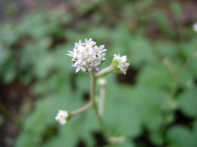 e0272335_522404.jpg